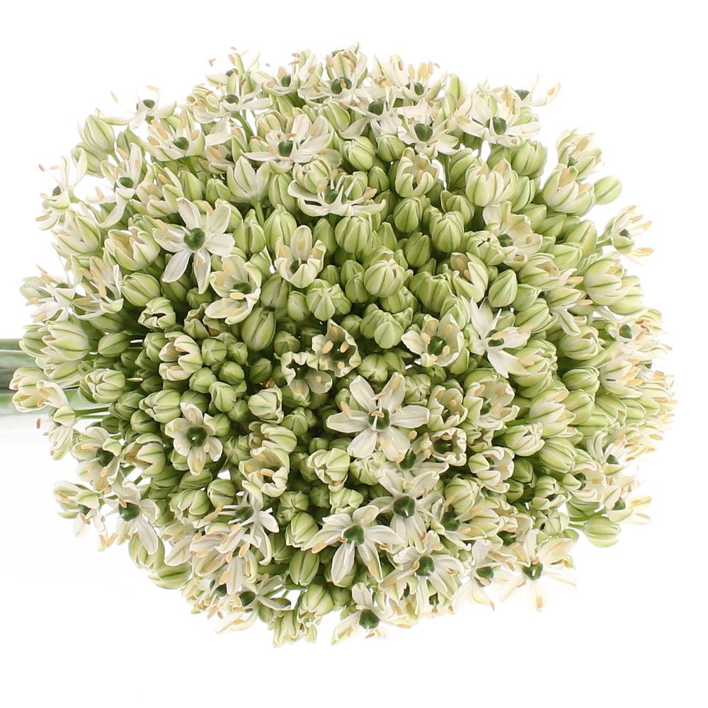 Allium creme/weiss Nigrum 60cm