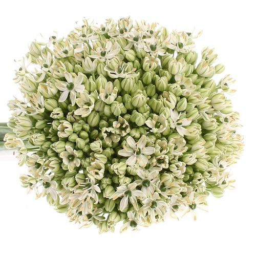 Allium creme/weiss Nigrum 60cm