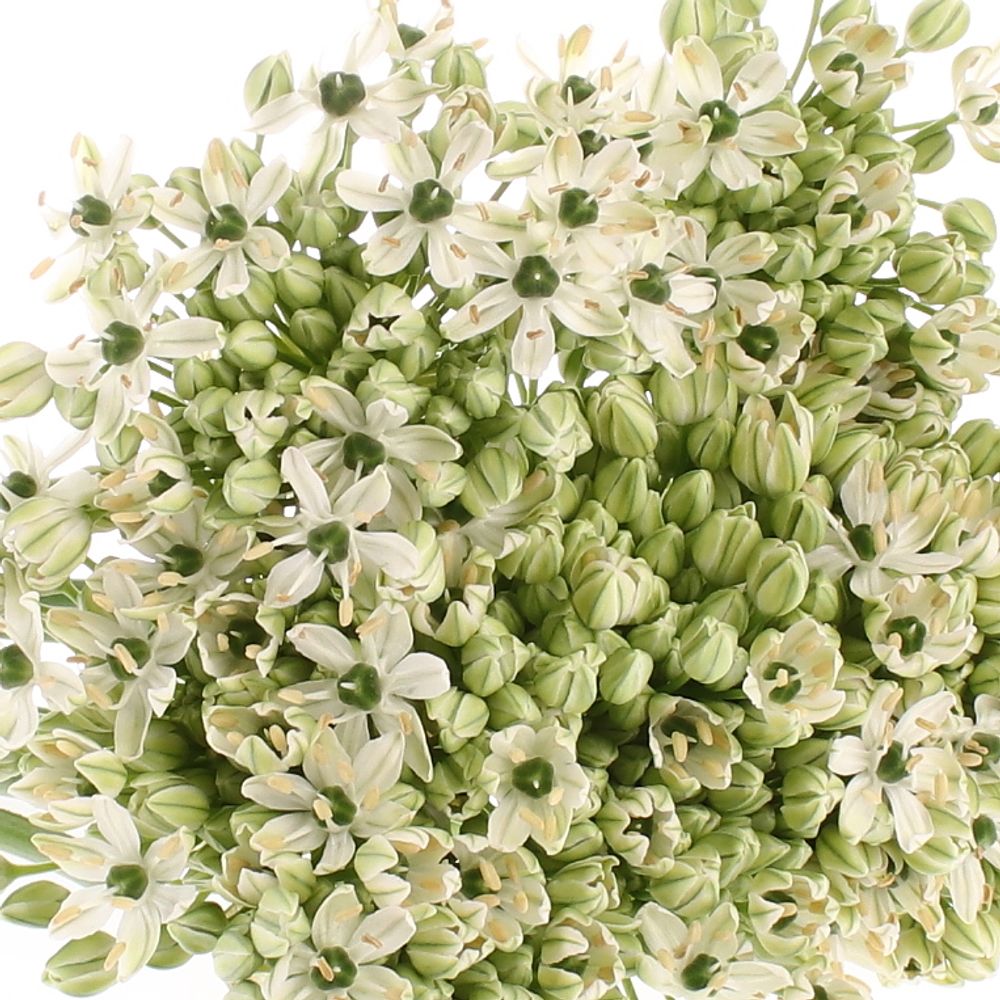 Allium creme/weiss Nigrum 60cm