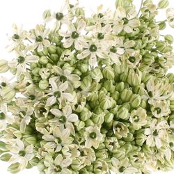 Allium creme/weiss Nigrum 60cm