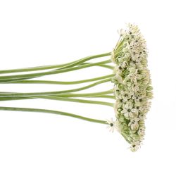 Allium creme/weiss Nigrum 60cm