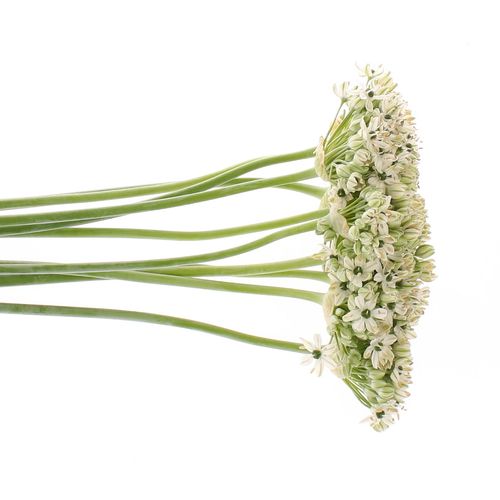 Allium creme/weiss Nigrum 60cm