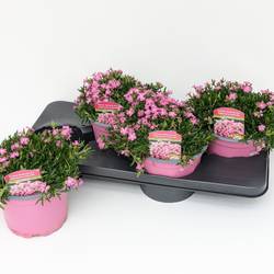 Saponaria rosa T17 H025