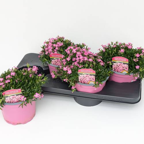 Saponaria rosa T17 H025