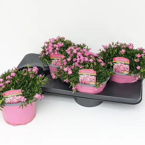 Saponaria rosa T17 H025