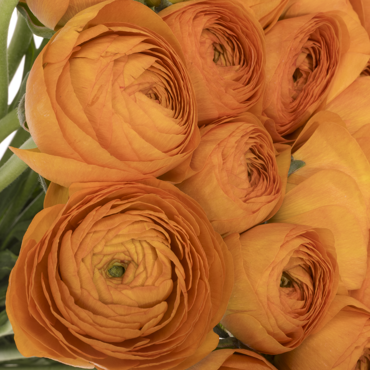 Ranunkel orange Cloni Success Lambada 40cm x 30