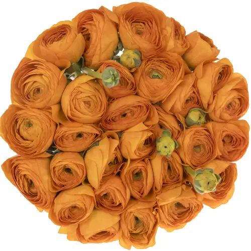 Ranunkel orange Cloni Success Lambada 40cm x 30