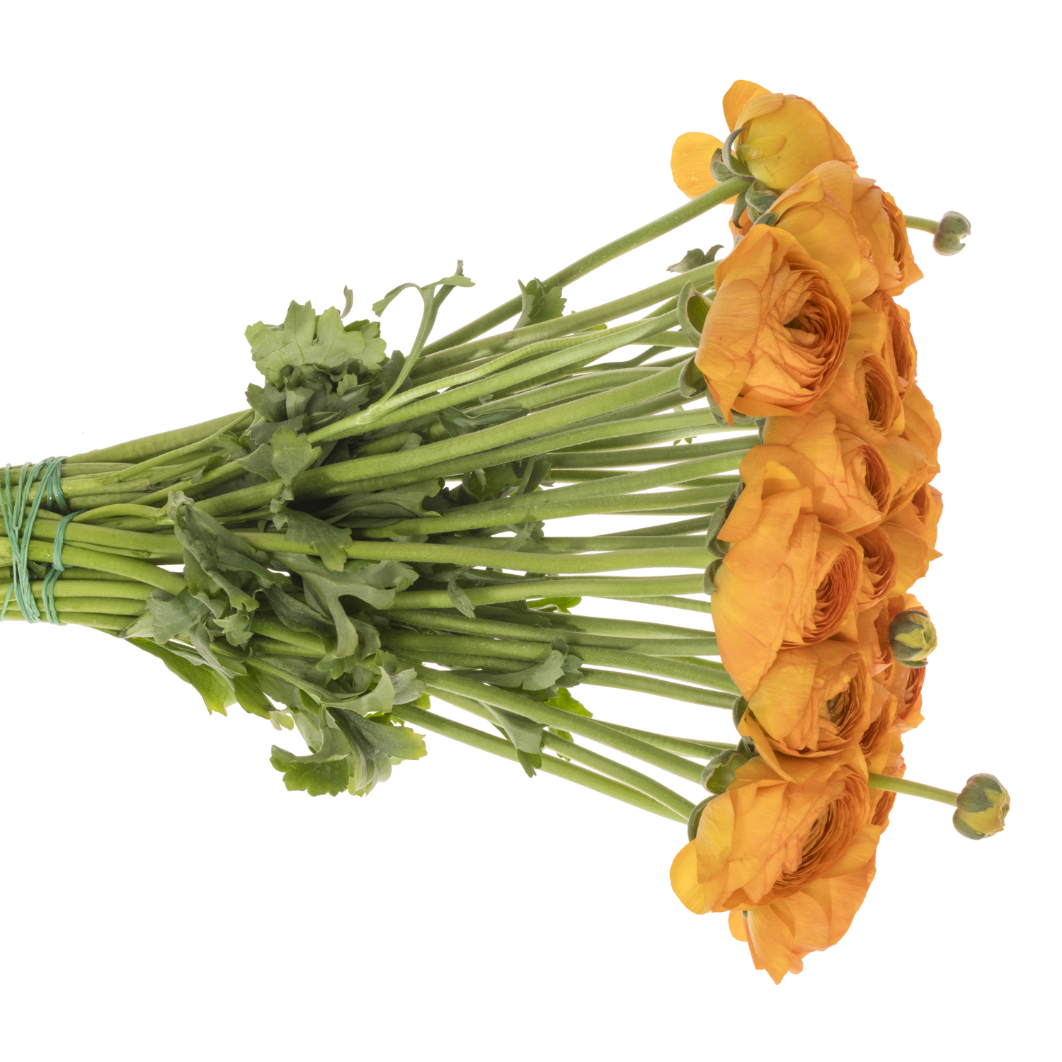 Ranunkel orange Cloni Success Lambada 40cm x 30