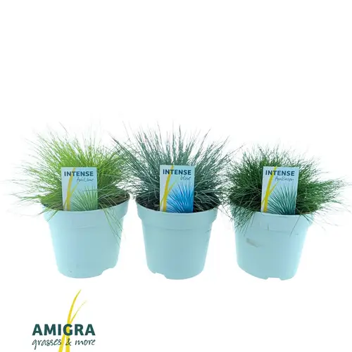 Grasser mix T17 H030