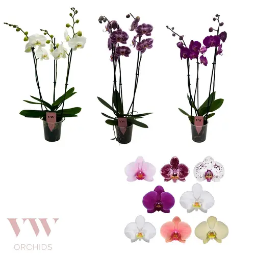 Phal.3-R mix T12 H060