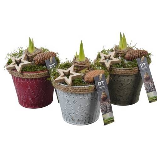 Amaryl.Arr PTACH5859 mix rote Bl. Weihnachten T13 H027