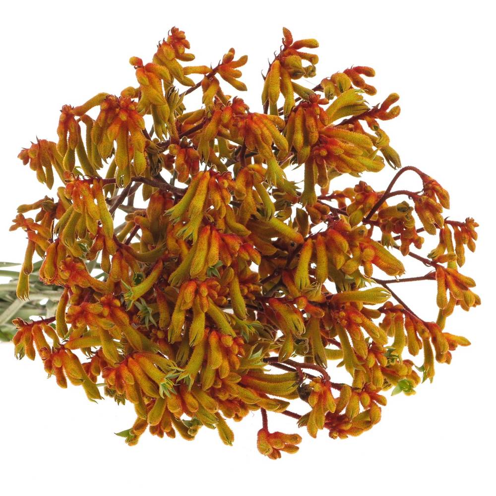 Kangeroo orange Velvet 80cm