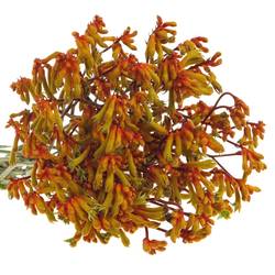 Kangeroo orange Velvet 80cm