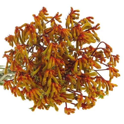 Kangeroo orange Velvet 80cm