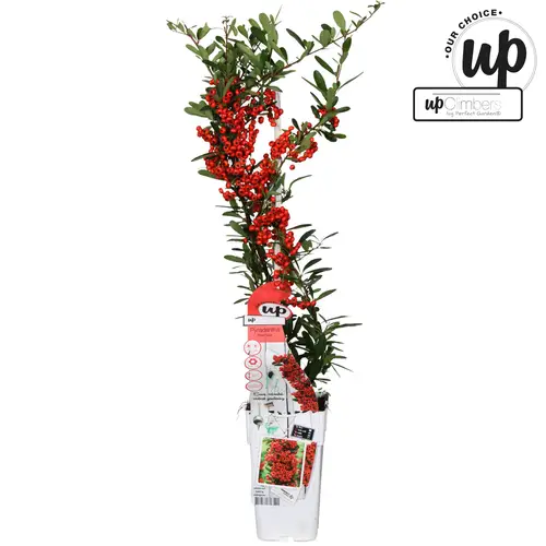Pyracantha rot Red Star T15 H065