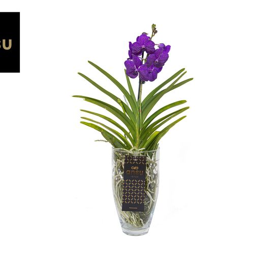 Vanda blau Charlotte Glas T14 H060