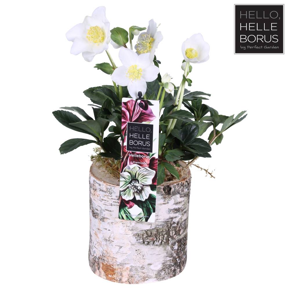 Helleborus Christmas Carol weiss im Holz Topf T12 H025
