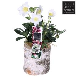 Helleborus Christmas Carol weiss im Holz Topf T12 H025