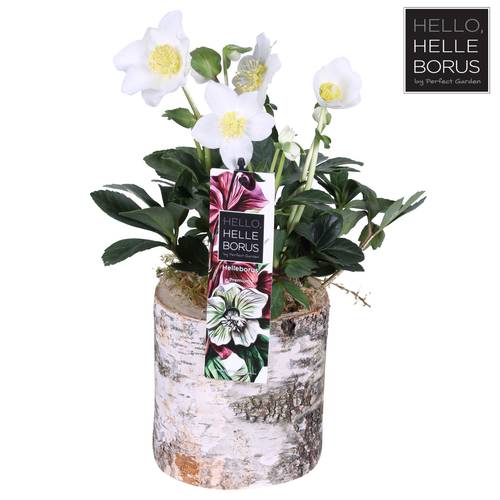 Helleborus Christmas Carol weiss im Holz Topf T12 H025