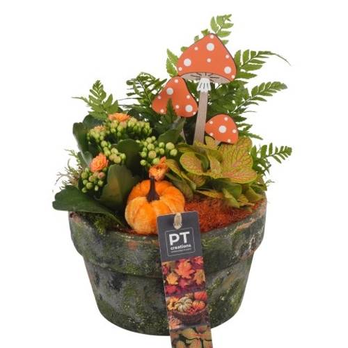 Kal.Arr PTHI5511 Herbst T15 H027