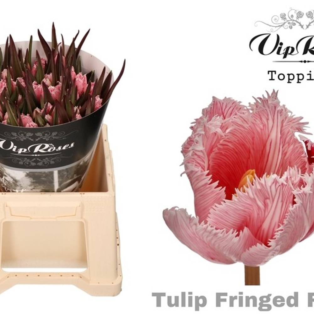 Tulpe Bronze doppel fire 32 Gramm