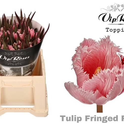 Tulpe Bronze doppel fire 32 Gramm