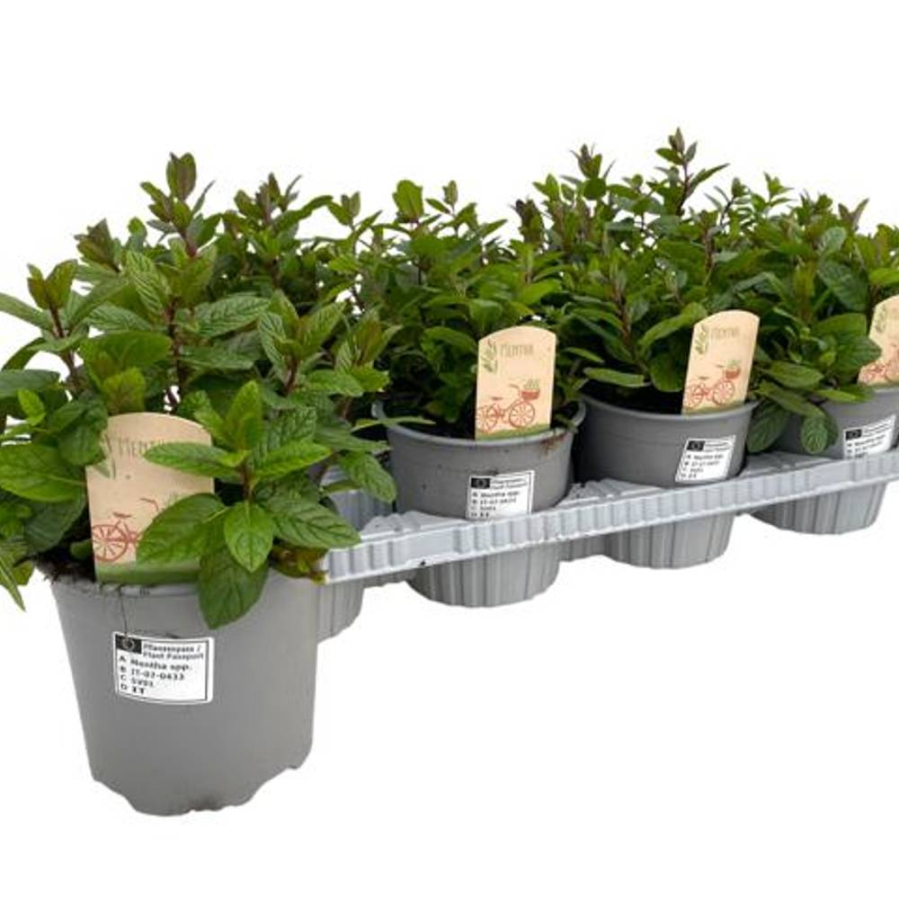 Mentha spicata Maroc T14 H025