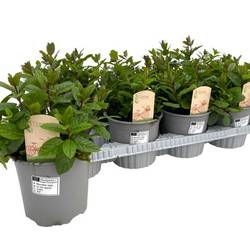 Mentha spicata Maroc T14 H025