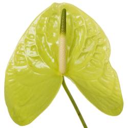 Anthurium grün Grand Slam Blüte 13cm x12