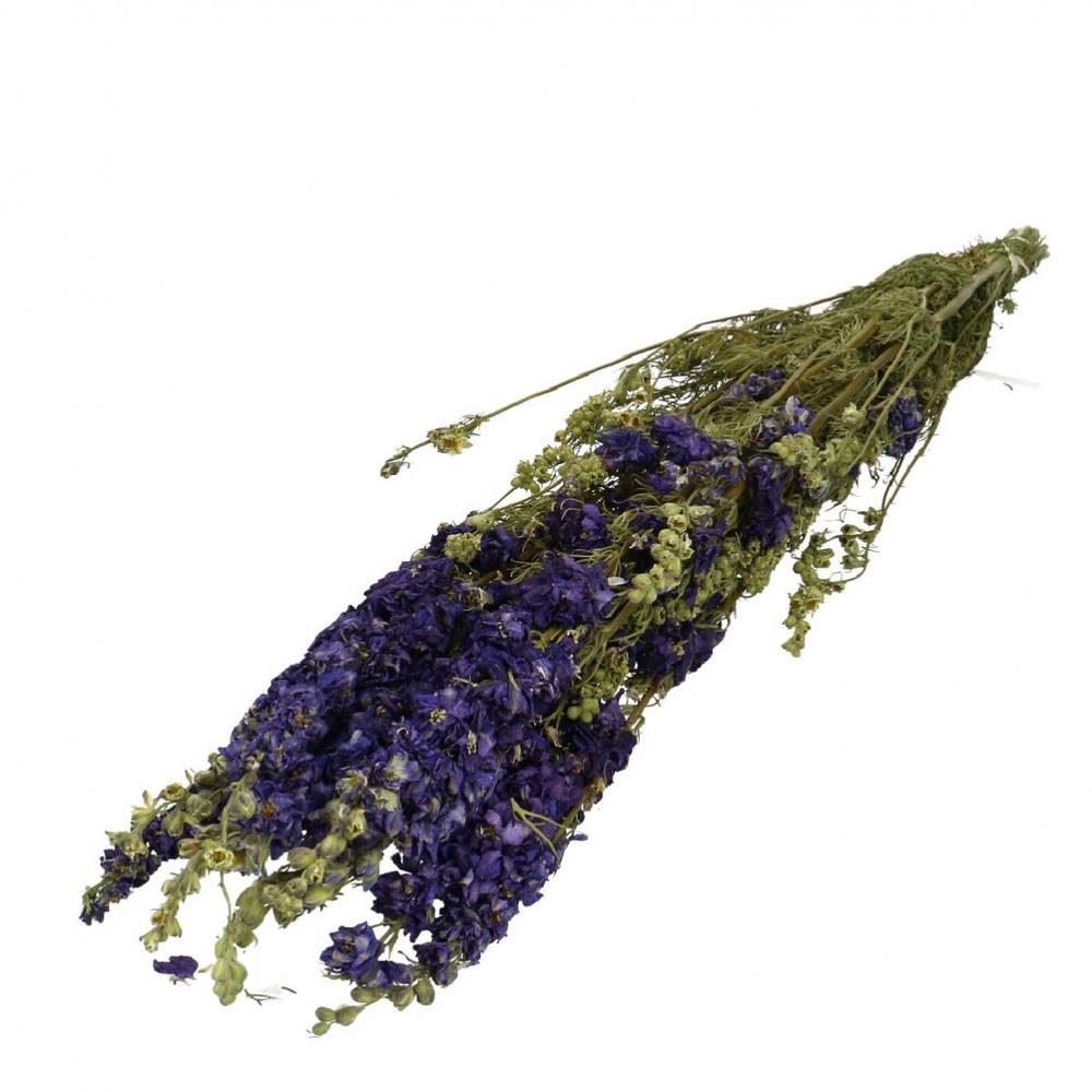Trocken Delphinium blau L65-70cm x10