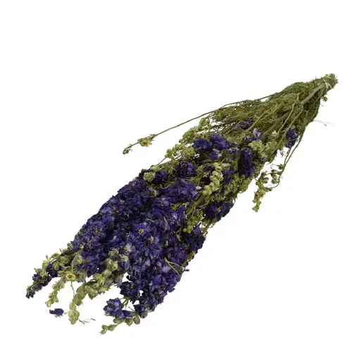 Trocken Delphinium blau L65-70cm x10