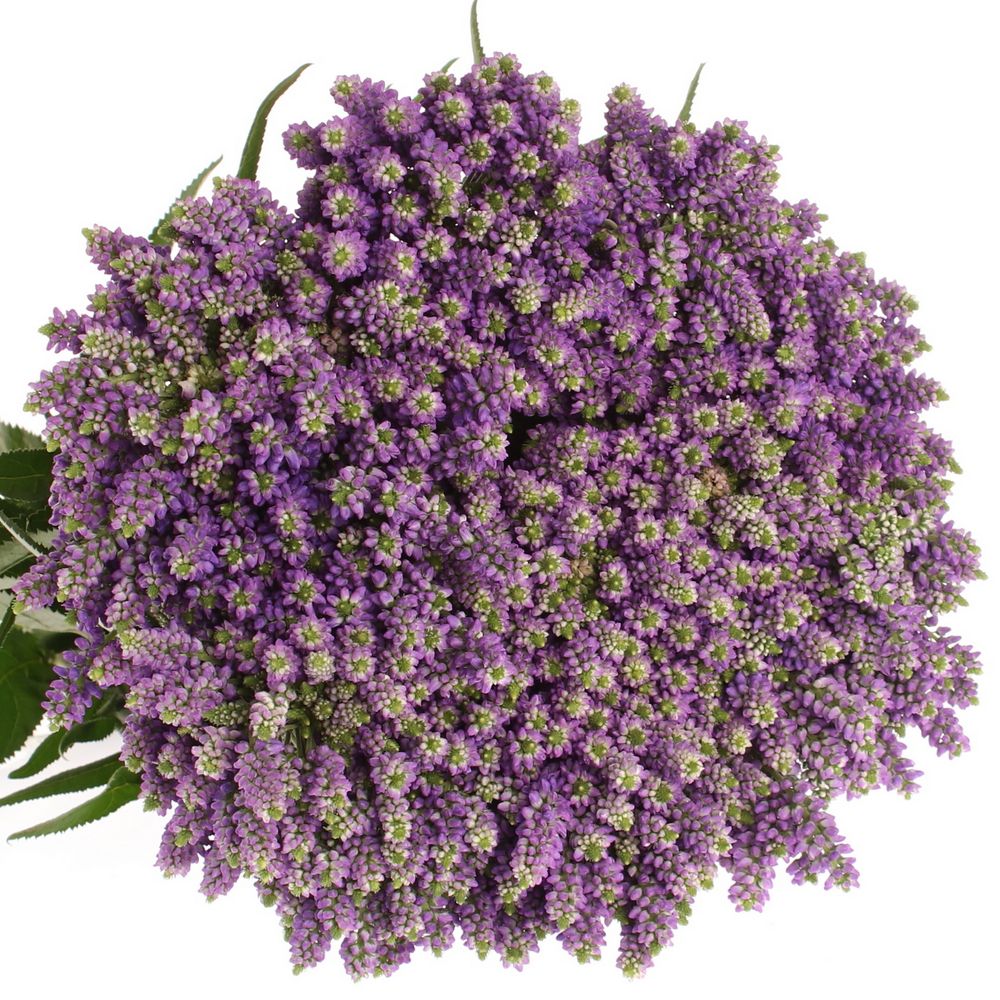 Veronica blau Fountain Verzweigt 60cm