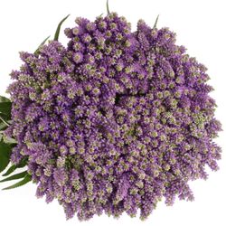 Veronica blau Fountain Verzweigt 60cm