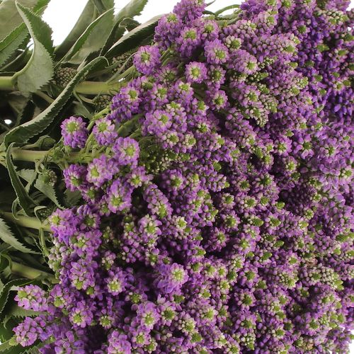 Veronica blau Fountain Verzweigt 60cm