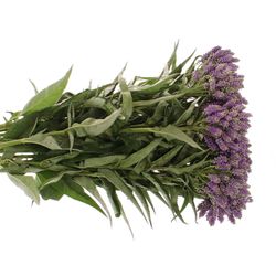 Veronica blau Fountain Verzweigt 60cm