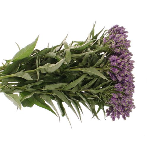 Veronica blau Fountain Verzweigt 60cm