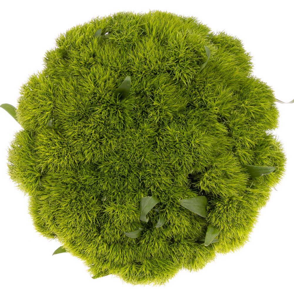 Bartnelke grün Greenball 50cm