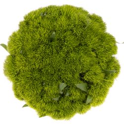 Bartnelke grün Greenball 50cm