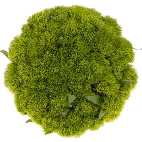 Bartnelke grün Greenball 50cm