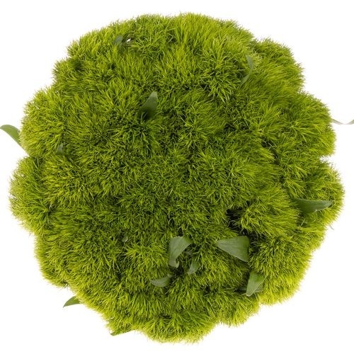 Bartnelke grün Greenball 50cm