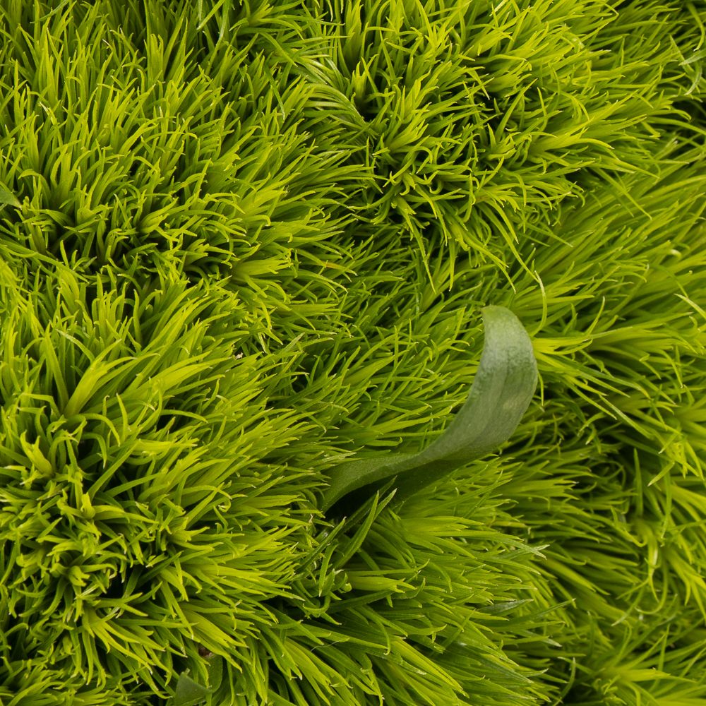 Bartnelke grün Greenball 50cm