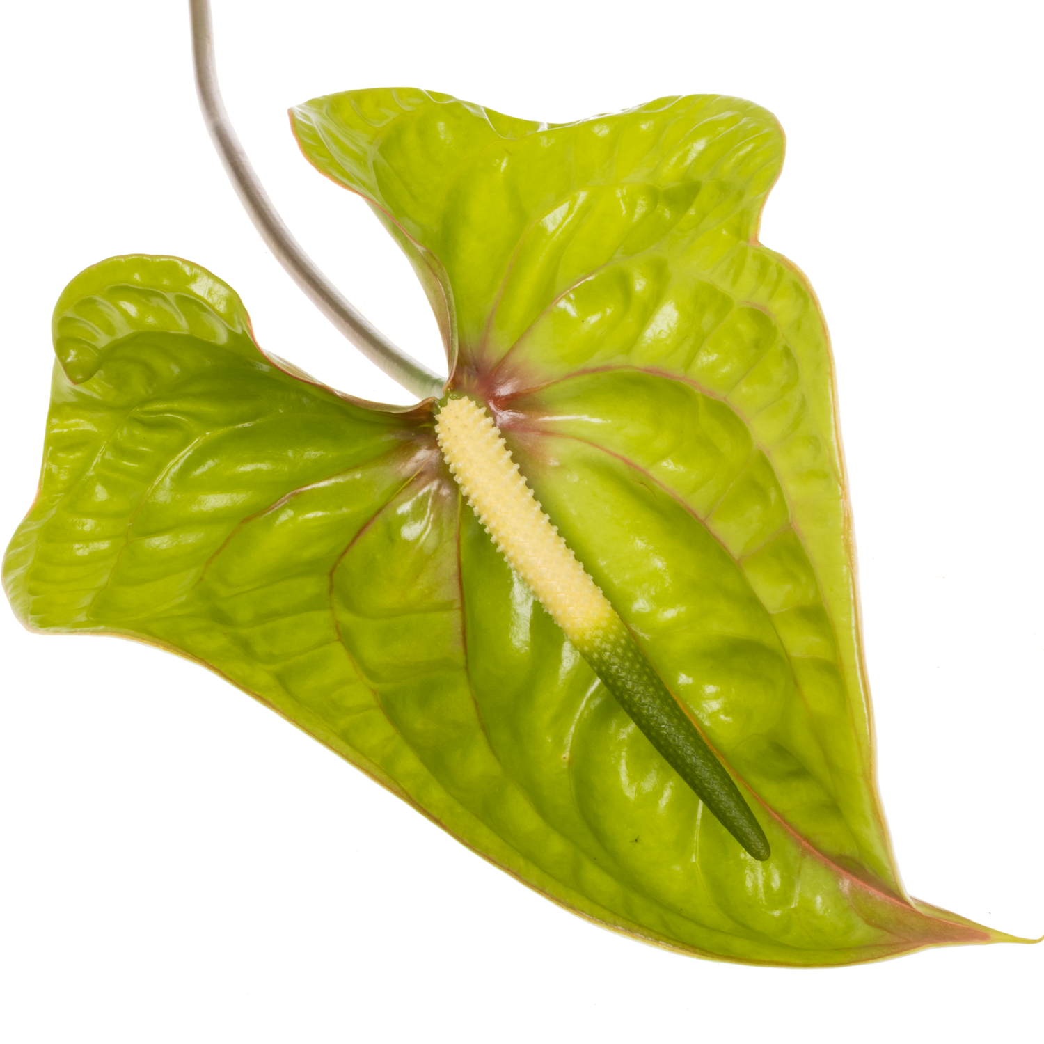 Anthurium grün Elixer Blüte 13cm