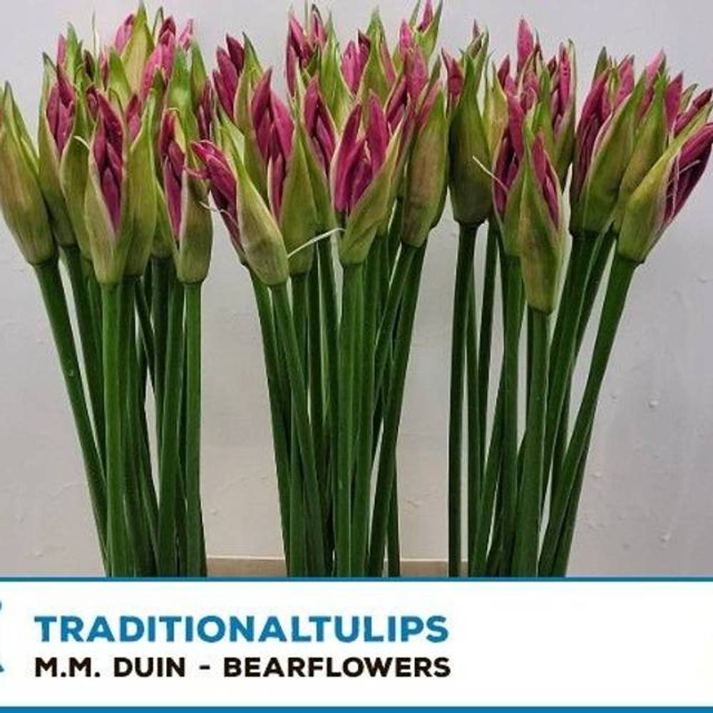 Nerine rosa Ras van Roon 55cm