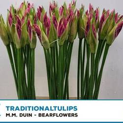 Nerine rosa Ras van Roon 55cm