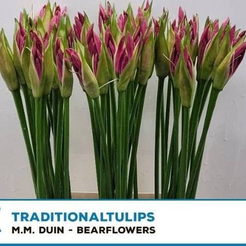 Nerine rosa Ras van Roon 55cm