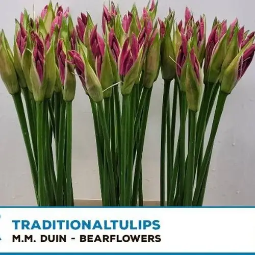 Nerine rosa Ras van Roon 55cm