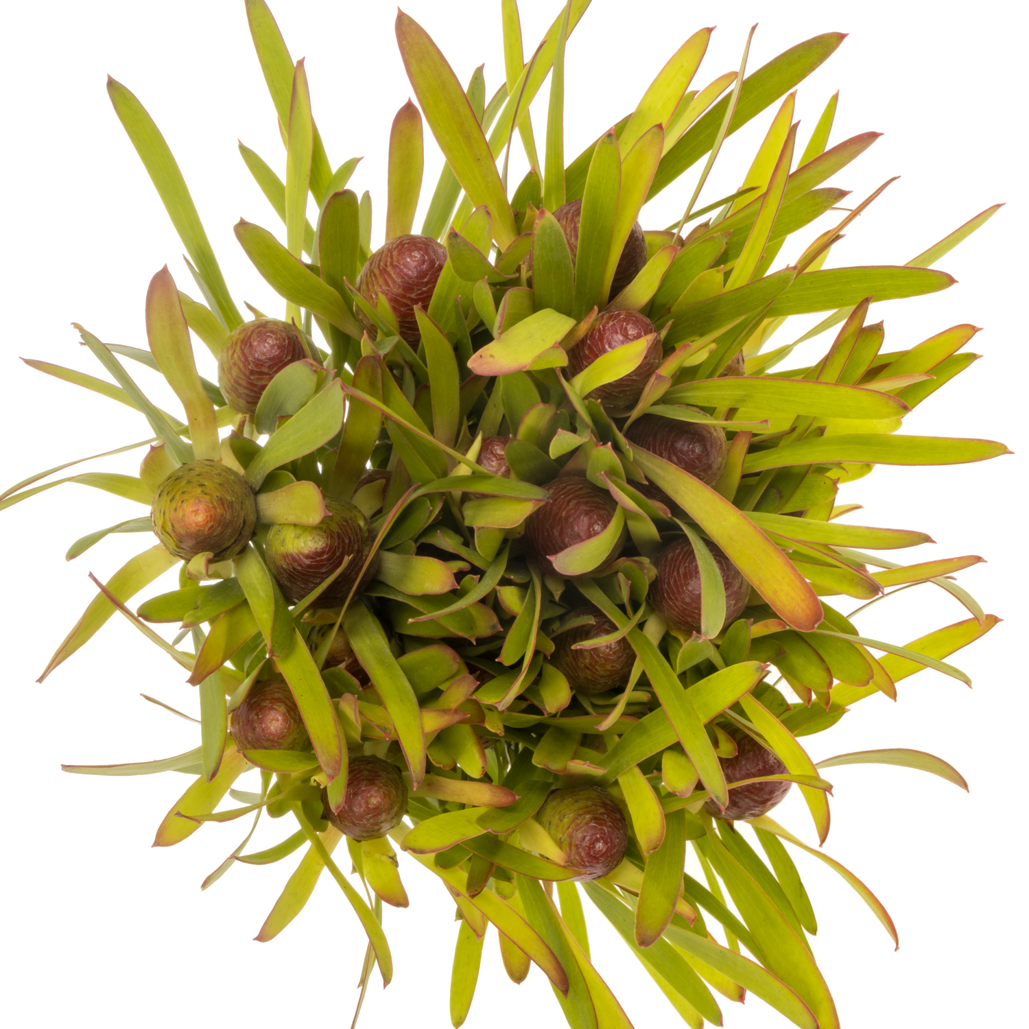 Leucadendron grün/rot Cherry Paerl verzweigt 50cm