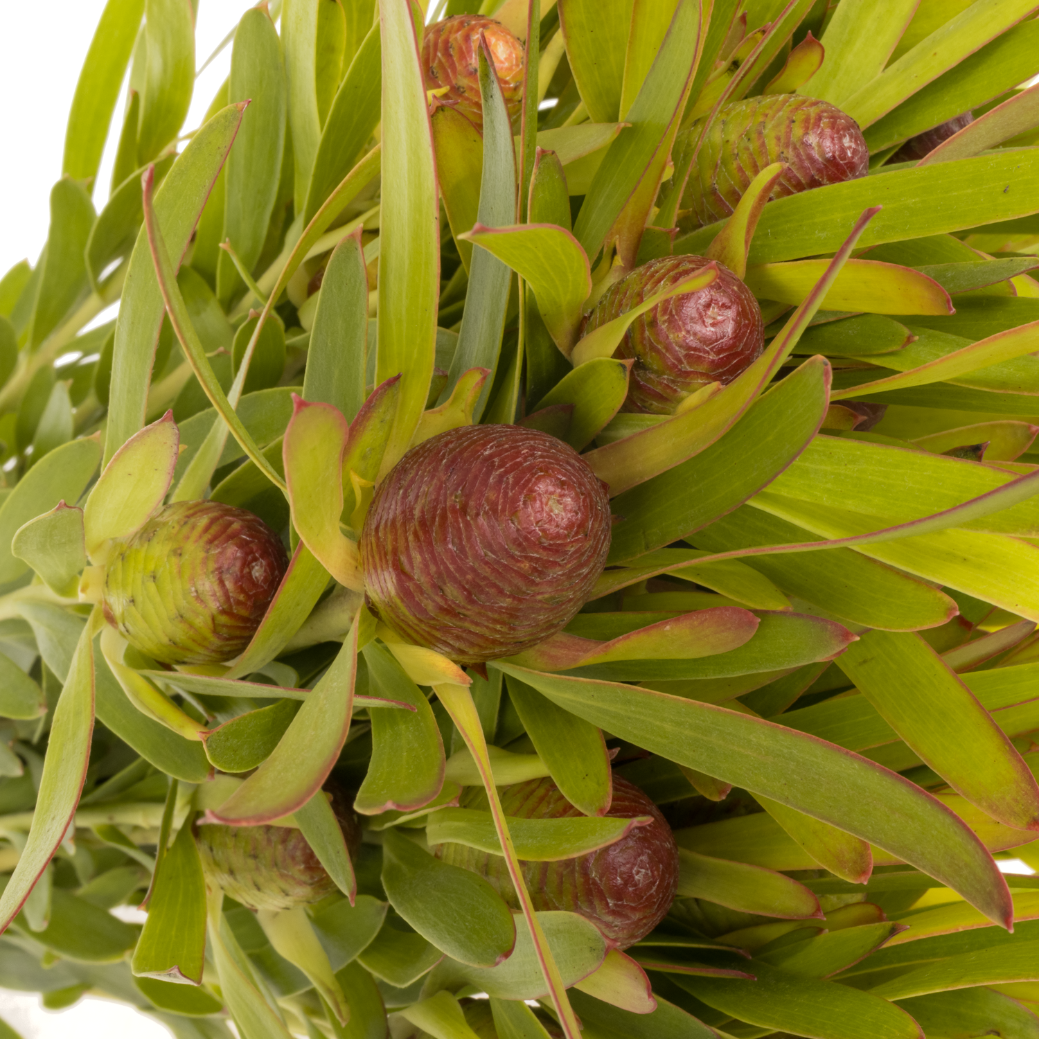 Leucadendron grün/rot Cherry Paerl verzweigt 50cm