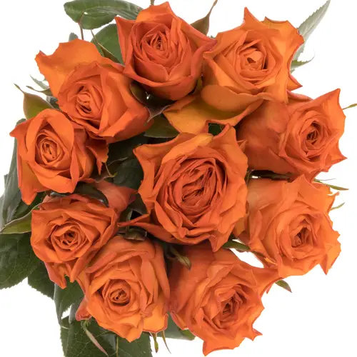 Rose orange Wave 60cm