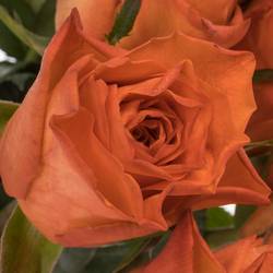 Rose orange Wave 60cm